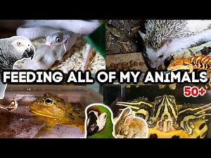Feeding All of My Animals! (50+ exotic pets)