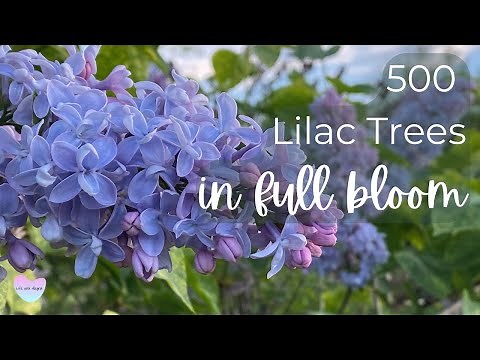 Centennial LILAC GARDEN Niagara Falls the story and meaning of lilacs