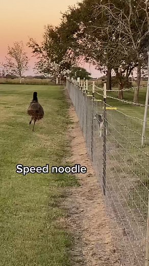 Emu Speed Noodle Runs Across Grassy Field