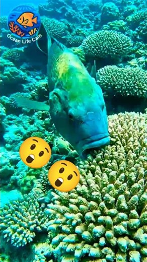 Coral-Eating Reef Fish Close-Up | Ocean Life Cam #shorts #reeffish #coralreef #oceanlife