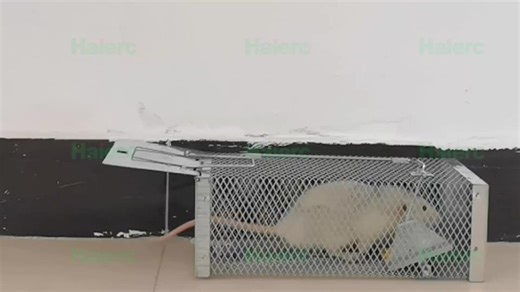Haierc Humane Small Animal Live Catch Mouse Trap Cage | Andi Wang