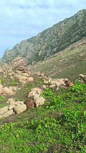 Lovely sheep | Beautiful mountain path