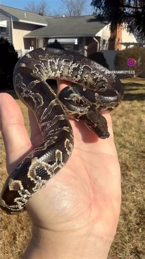 Sumatran Short-Tailed Python