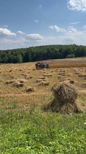 2.9K views · 576 reactions | Going back to simpler times! ISO: Horse drawn equipment for working the hay fields! If you have any you’re looking to part with, send me a message!! | The Maple Farmer | Facebook