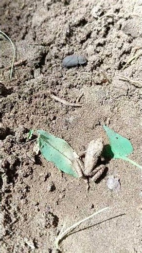 Cricket frog - small rough skinned treefrog #nature #frog #cricketfrog #treefrog #shorts #ytshorts