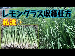#How to harvest lemongrass [my way] #Harvested in autumn! Great for herbal tea! A Thai housewife ...