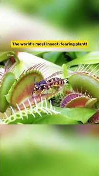 What Happens If You Put Your Finger in a Venus Flytrap? #venusflytrap #carnivorousplant #shorts