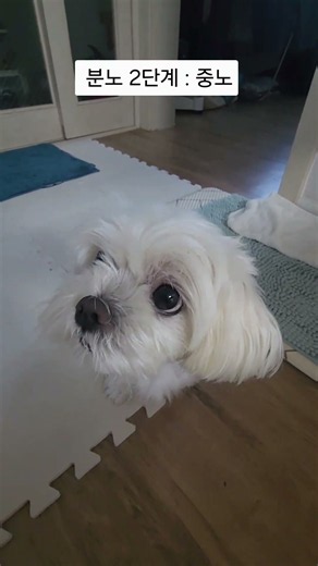 상상 속의 3단계 #간식#말티즈#밍키 #cute #반려견#쇼츠