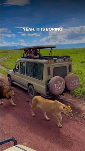 This is what Kenya safari actually looks like #travel #wildlife