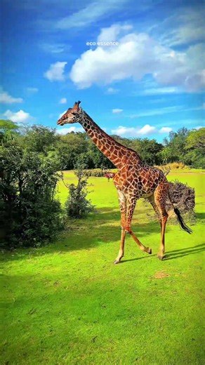 Giraffe Safari Adventure | Cinematic 🦒🌴