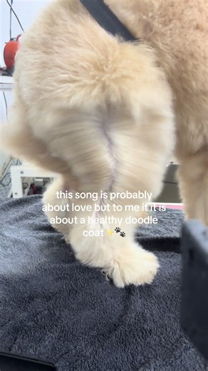 Perfecting Your Doodle's Grooming Routine