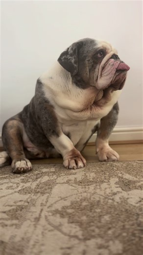 #rhino #fyp #viral #snooze | rhino