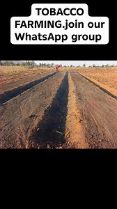 MAD Farmers TOBACCO FARMING Preparing a Mother Bed for Tobacco Nursery in Zambia Establishing a healthy mother bed is critical for the successful production of tobacco seedlings. Below is a step-by-step guide: 1. Site Selection Choose a well-drained site with full sunlight. Avoid low-lying areas prone to waterlogging or flooding. 2. Land and Bed Preparation Clear the area of weeds, stumps, and debris. Level the ground and make raised beds (about 1–1.2 m wide) to enhance drainage. 3. Soil Prepara