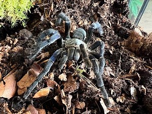 Cyriopagopus lividus, Cobalt Blue Tarantula rehouse and care