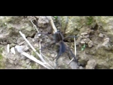 Huge Spiders - Ontario, Canada (Giant Spider at the Wasteland Waterway - Cave Spider)