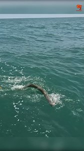 649K views · 6.4K reactions | Catching Barracuda Fish in the Sea #fishing #fishingtime #fishingvideos | Neerulagam | Facebook