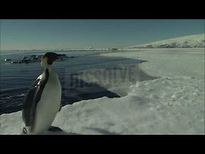 Baby Einstein Stock Footage - Footage Bank Penguins #1