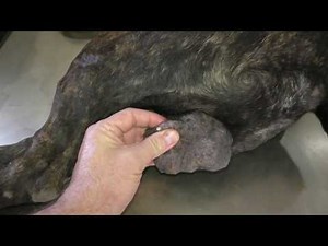 "Lucian" - Mangoworms: My fault this time!