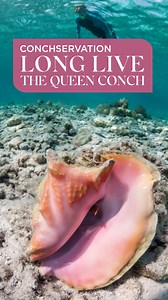 4K views · 25 reactions | Join Nick Mitchell as he savours two of the...