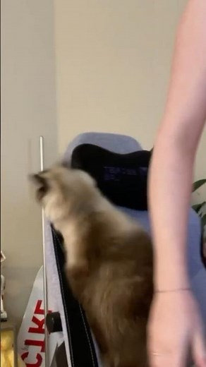 Pregnant Streamer Sits On Cat (Large Tuchus)