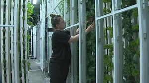 This vertical farm in Calgary uses warehouses to grow food locally in hopes of reaching a more secure food future while matching the price of California imports: www.cbc.ca/1.6254268 | CBC Calgary