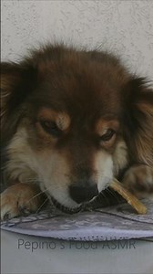Dog ASMR | Crunchy Raw Bone Chewing (Subtle Outdoor Wind, No Talking)