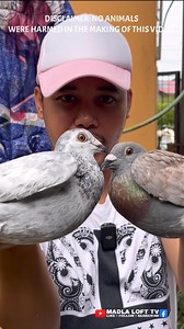 33K views · 1K reactions | Pumili ng kalapati 酪 | MADLA LOFT TV | Facebook