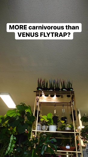 505K views · 10K reactions | Ok ok, they’re all equally carnivorous-...