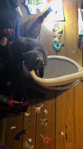 Pumpkin Bug 2024 (@pumpkinbug2024)’s videos with Cute - Tik Tok