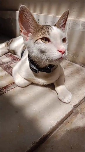 jb dekho nahiii #shorts #youtubeshorts #cat #viral #catlife