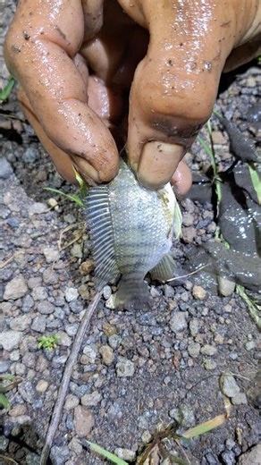 The Art of Bare Hand Fishing! No Tools Needed #hunting