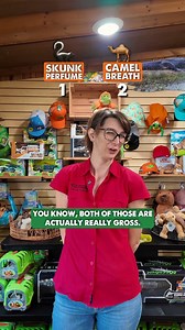 Skunk “perfume” 🦨 or camel breath 🐪, which one’s the real stinker? We asked our animal keepers to pick a side. Now it’s your turn! 👇 | Wild Florida