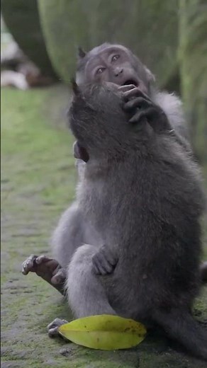 Pure Love! Two Baby Monkeys Cuddle & Play in the Forest 💖