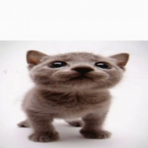 Dap Me Up Cuh: Popular Cat Meme Explained