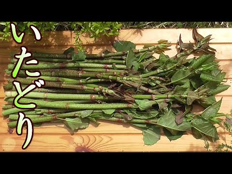 イタドリ採って食べる！イタドリの醤油炒めと天ぷら！うまいぞ。 イタドリの採り方。イタドリの食べ方。イタドリ料理の作り方。アク抜き。 山菜、野草。山菜採り。男の料理。レシピ。