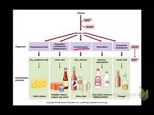 Fermentation Bio 255