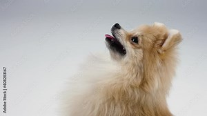 Profile portrait of a charming Dwarf Pomeranian red haired Spitz against a gray wall in the studio. Close up of smiling dog muzzle with protruding tongue, side view. Slow motion.