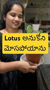 ఈ మొక్క పేరు మికు తెలుసా🤔 #plants #happy #homegarden #gardening #lotus #lakshmi