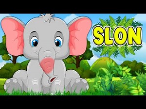SLON 💛 HIT pesmica za decu 💜 Pesmice o životinjama ❤️️ Dečije pesmice 💚 Elephant song 💜