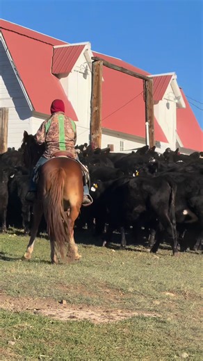 2.2K views · 26 reactions | Shipping day for Ladder Livestock Co in Savery, WY @otooleeamon @williamslandandlivestock #cattle #shipping #cowboy #thecowboymediaco #westernlifestyle #colorado #wyoming #rancher #cattlerancher #cattleranch #western #westernmedia | The Cowboy Media Co. | Facebook
