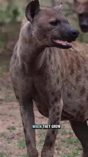 Why Male Hyenas Live Such Harsh Lives 😱