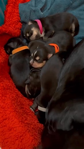 Our beautiful Mini Aussie mama Phoebe had her babies and is safe in a foster home 🥹 We saved her from the shelter a couple weeks back before she gave birth! All her babies are healthy and growing and Phoebe is the best mama to her littles. We are raising funds for Phoebe and her pups to get the care and love they deserve! They are all in an amazing foster home and we need to supply all the care she needs 💗 *Watch our socials to see when they'll be up for adoption in the next couple months* Don