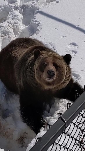 That stretch must’ve felt good #fyp #foryoupage #bear #grizzlybear #hibernation #wildlife