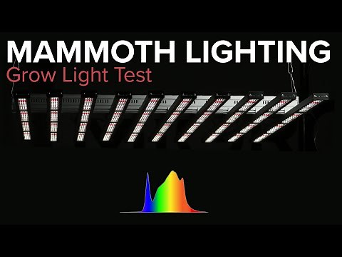 Mammoth lighting grow light test and review