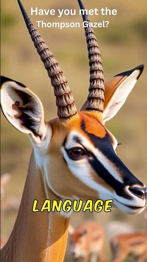Have you met the Thompson Gazelle?