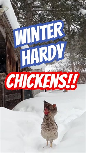 Our Cold Hardy Chickens Thrive in Canada's Brutal Winter | Blue Laced Red Wyandottes