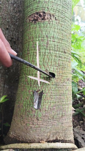 cari getah pohon randu #panengetah #getahkaret #petanikaretindonesia