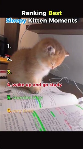 Ranking Best Sleepy Kitten Moments #ranking #sleepycat #kitten #shorts