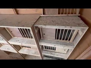 Racing pigeon loft project! New nest boxes in the breeding loft.