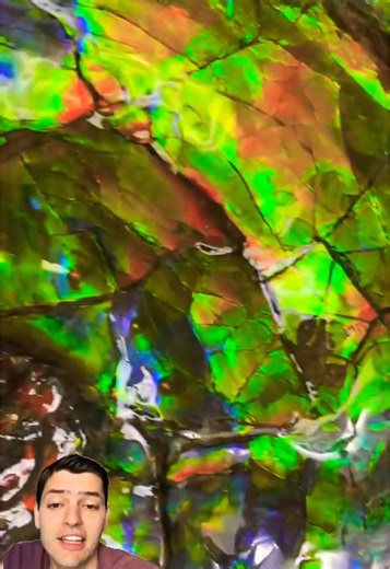 La gema biogenica más extraña: Fósiles y joyería